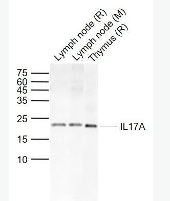 IL17A 白介素-17抗体,IL17A