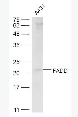 FADD Fas死亡结构域相关蛋白抗体,FADD