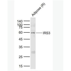 IRS3 胰岛素受体底物-3抗体