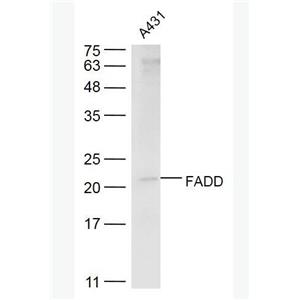 FADD  Fas死亡结构域相关蛋白抗体
