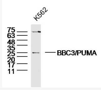 Anti-BBC3/PUMA antibody -p53正向细胞凋亡调控因子抗体,BBC3/PUMA