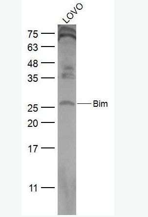 Anti-Bim antibody -细胞死亡调解子抗体,Bim