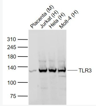 Anti-TLR3 antibody -Toll样受体3抗体,TLR3