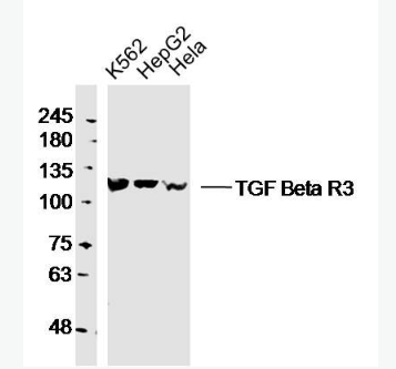 Anti-TGF beta Receptor III antibody -转移生长因子β受体3抗体,TGF beta Receptor III