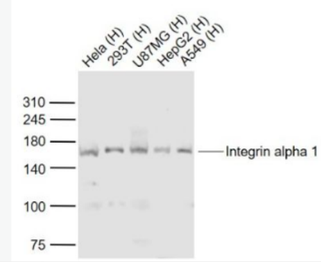 Anti-Integrin alpha 1 antibody -整合素α1抗体,Integrin alpha 1