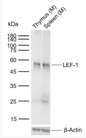 Anti-LEF-1 antibody -淋巴增强因子-1抗体,LEF-1