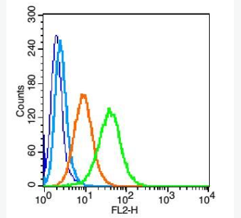 Anti-CCR5 antibody -细胞表面趋化因子受体5抗体,CCR5