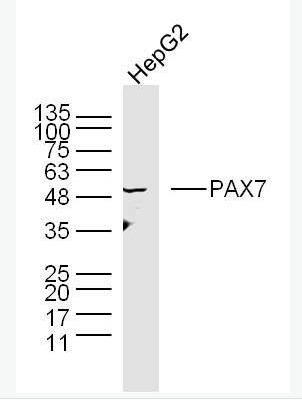 Anti-PAX7 antibody -配对盒基因7抗体,PAX7