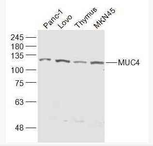 Anti-MUC4 antibody -粘蛋白4抗体,MUC4