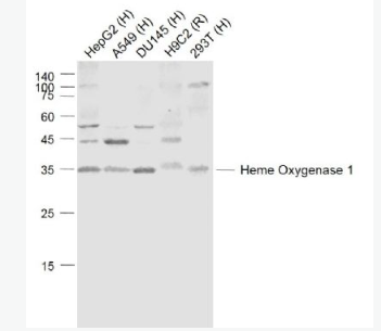 Anti-Heme Oxygenase 1 antibody -血红素氧合酶 1/热休克蛋白32抗体,Heme Oxygenase 1