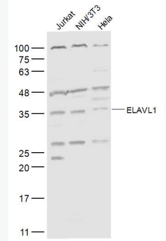 Anti-ELAVL1 antibody -ELAVL1抗体,ELAVL1