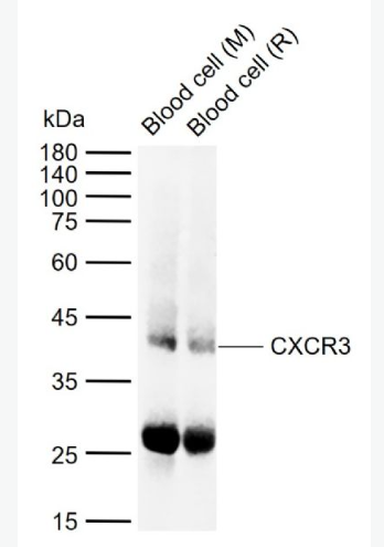 Anti-CXCR3 antibody -细胞表面趋化因子受体3（CD183）抗体,CXCR3