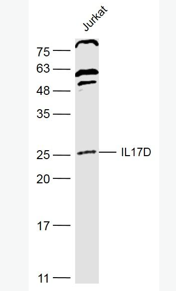 Anti-IL17D antibody -白介素-17D抗體,IL17D