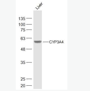 Anti-CYP3A4 antibody -细胞色素P450 3A4抗体,CYP3A4