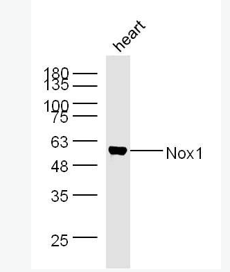 Anti-Nox1 antibody -有丝分裂氧化酶1抗体,Nox1