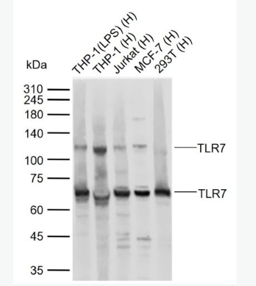 Anti-TLR7 antibody -Toll樣受體7抗體,TLR7