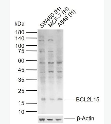 Anti-BCL2L15 antibody -BCL2樣15促凋亡蛋白抗體,BCL2L15