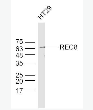 Anti-REC8 antibody -減數(shù)分裂重組蛋白家族REC8抗體,REC8