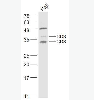 Anti-CD8 antibody -CD8抗体,CD8