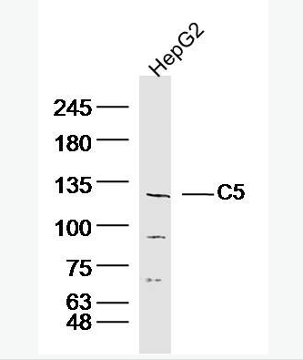 Anti-C5a antibody -补体C5抗体,C5a