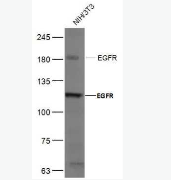 Anti-EGFR antibody -表皮生长因子受体抗体,EGFR