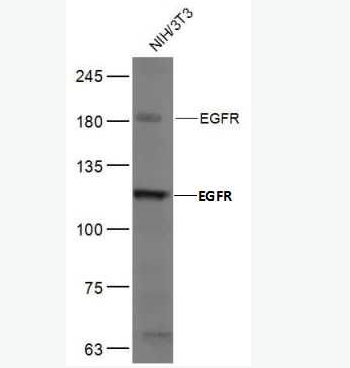 Anti-EGFR antibody -表皮生長(zhǎng)因子受體抗體,EGFR