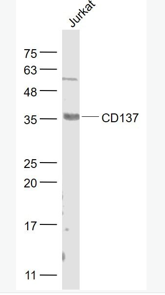 Anti-CD137 antibody -肿瘤坏死因子受体超家族成员9抗体,CD137