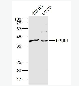 Anti-FPRL1 antibody -脂氧素受体1抗体,FPRL1