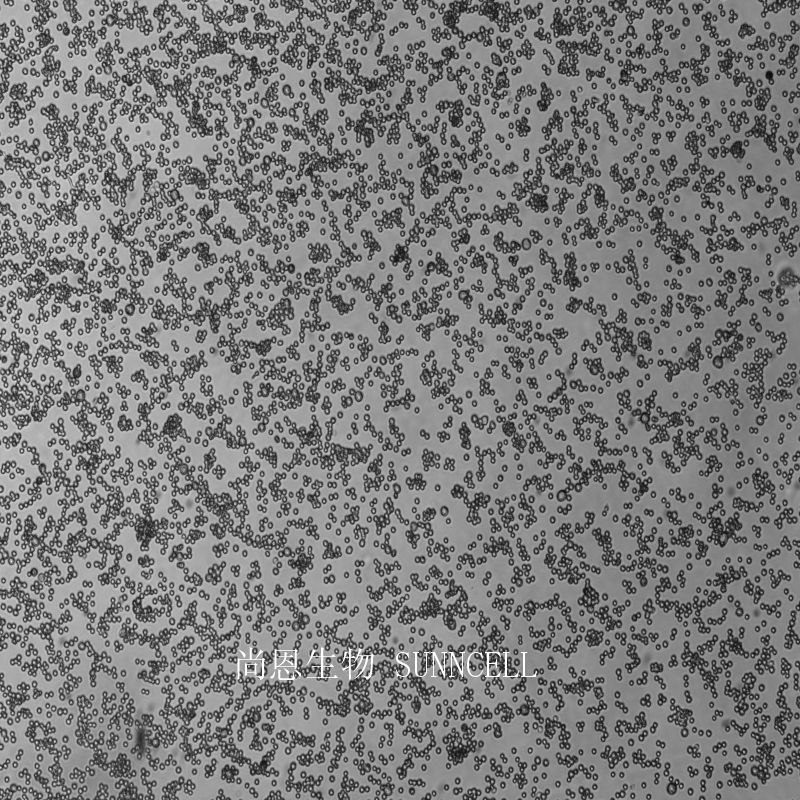 大鼠肺泡巨噬细胞,NR8383
