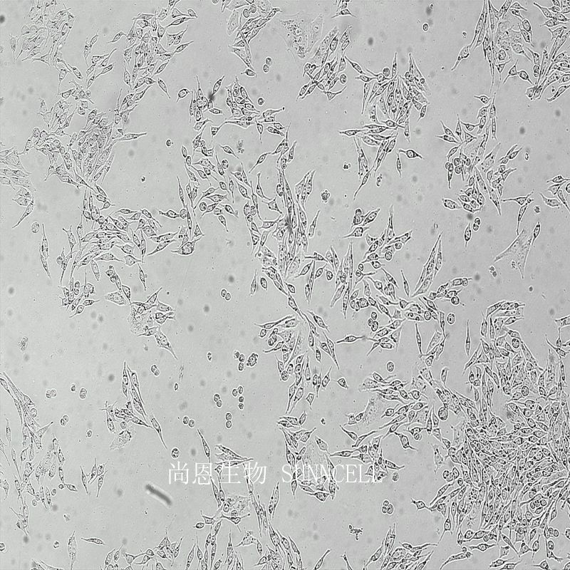 人胃癌细胞(未分化),HGC-27