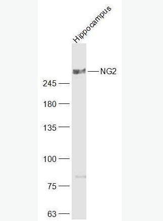 Anti-NG2 antibody -黑色素瘤硫酸软骨素蛋白多糖4抗体,NG2