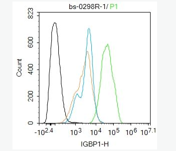 Anti-IGBP1 antibody -免疫球蛋白结合蛋白-1抗体,IGBP1