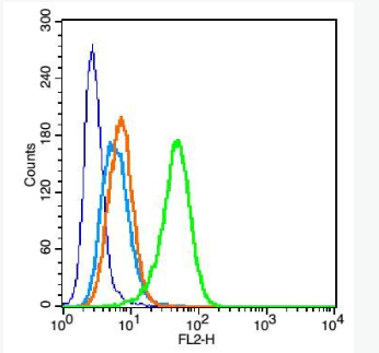 Anti-CD11b antibody -整合素αM/巨噬细胞表面分子抗体,CD11b