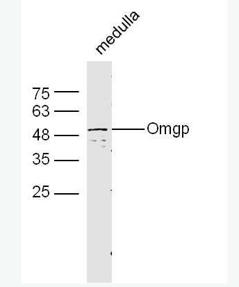 Anti-Omgp antibody-少突细胞髓磷脂糖蛋白抗体,Omgp