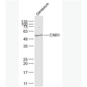 Anti-CNR1 antibody - 钙粘蛋白相关的神经受体1抗体