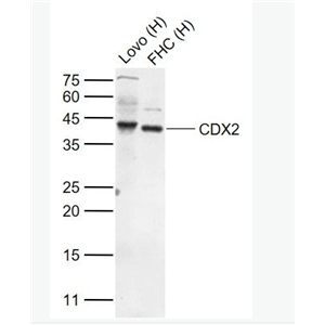 Anti-CDX2 antibody -尾型同源盒转录因子2抗体
