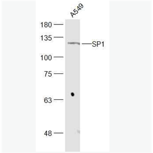 Anti-SP1 antibody -转录生长因子SP1抗体