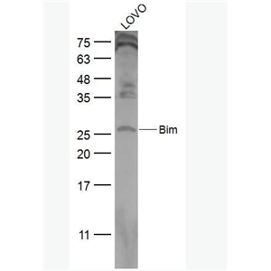 Anti-Bim antibody -细胞死亡调解子抗体,Bim