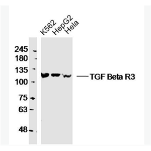 Anti-TGF beta Receptor III antibody -转移生长因子β受体3抗体