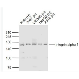 Anti-Integrin alpha 1 antibody -整合素α1抗体