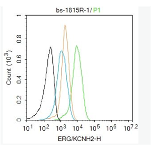 Anti-ERG/KCNH2 antibody -特异性钾离子通道蛋白抗体,ERG/KCNH2