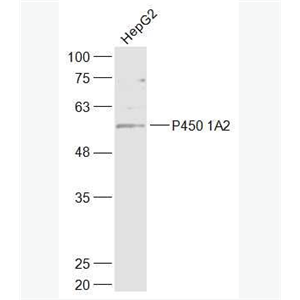 Anti-CYP1A2 antibody -CYP1A2抗体,CYP1A2