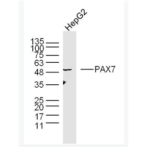 Anti-PAX7 antibody -配对盒基因7抗体