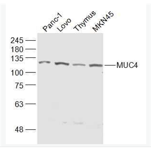 Anti-MUC4 antibody -粘蛋白4抗体