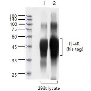 Anti-IL-4R antibody -白细胞介素4受体抗体
