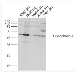 Anti-Glycophorin A antibody -血型糖蛋白A（CD235a）抗体
