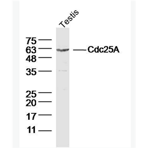 Anti-Cdc25A antibody -细胞分裂周期蛋白25抗体