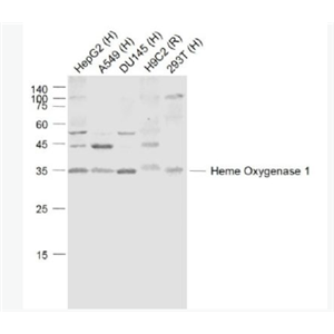 Anti-Heme Oxygenase 1 antibody -血红素氧合酶 1/热休克蛋白32抗体