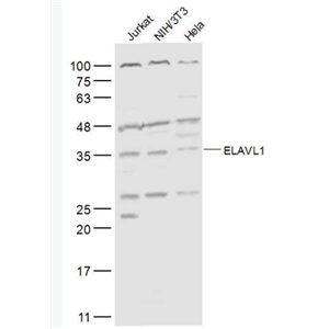 Anti-ELAVL1 antibody -ELAVL1抗体
