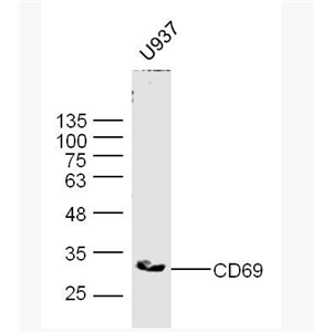 Anti-CD69 antibody -活化诱导分子CD69抗体